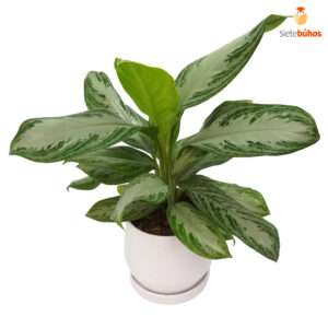 Aglonema 01