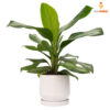Aglonema 01 - Imagen 2