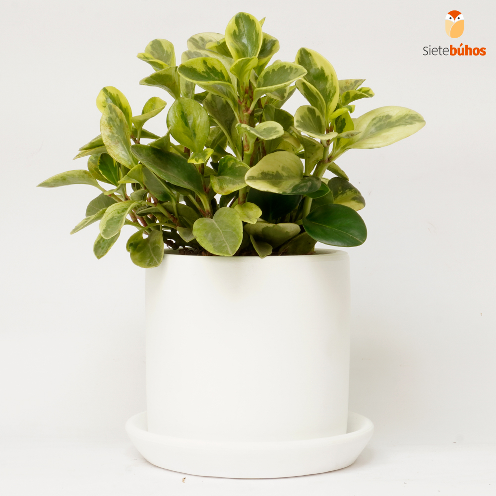 Peperomia delgada en arcilla blanca