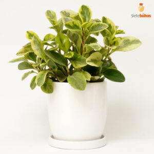 Peperomia delgada en loza blanca