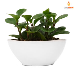 Peperomia obtusifolia en loza blanco barco