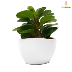Alternative view of Peperomia obtusifolia en loza blanco barco