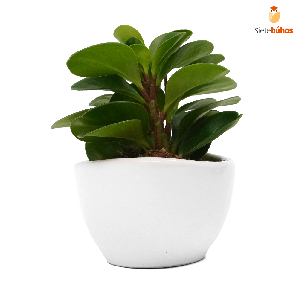 Peperomia obtusifolia en loza blanco barco - Imagen 2