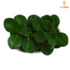 Peperomia obtusifolia en loza blanco barco - Imagen 3