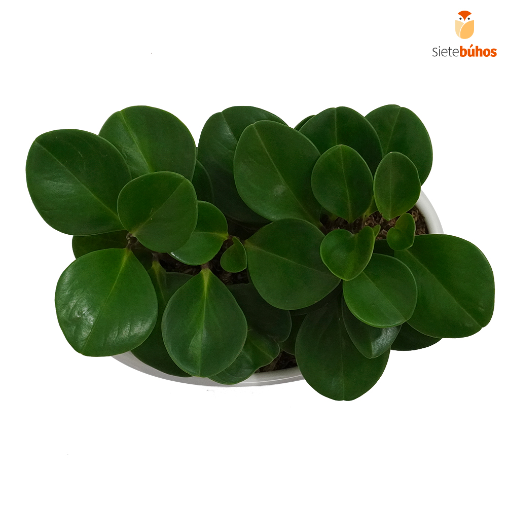 Peperomia obtusifolia en loza blanco barco - Imagen 3