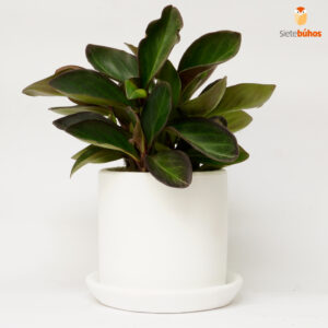 Peperomia negra en arcilla blanca