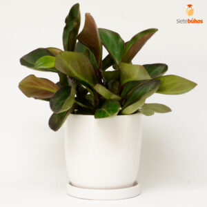 Peperomia negra en loza blanca