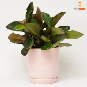 Peperomia negra en loza rosada