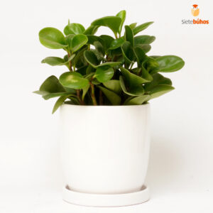 Peperomia obtusifolia en loza blanca