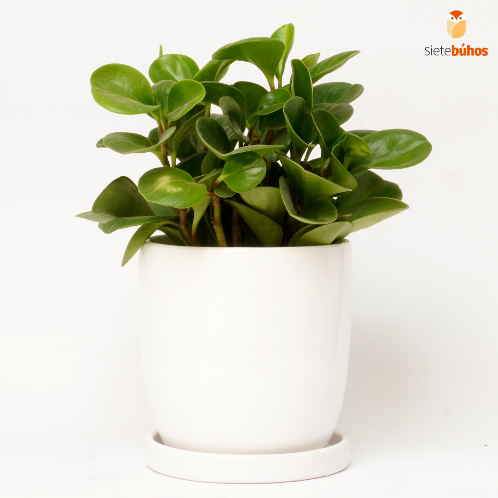 Peperomia obtusifolia en loza blanca