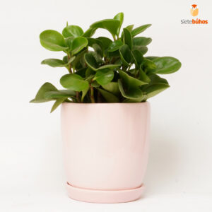 Peperomia obtusifolia en loza rosada