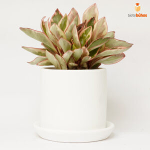Peperomia tricolor en arcilla blanca