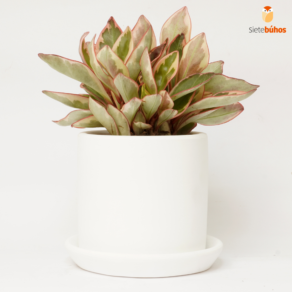 Peperomia tricolor en arcilla blanca