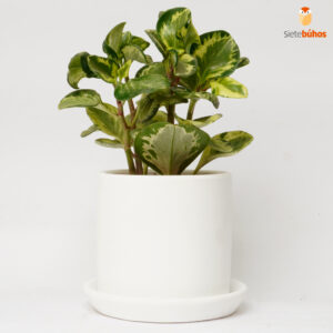 Peperomia variegata en arcilla blanca