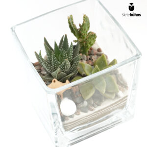Alternative view of Terrario abierto cuadrado 10 cm #8