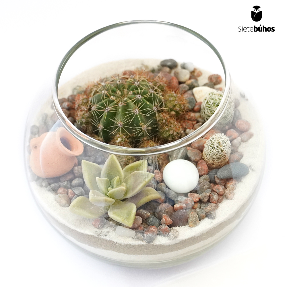 Terrario abierto circular 15 cm #6