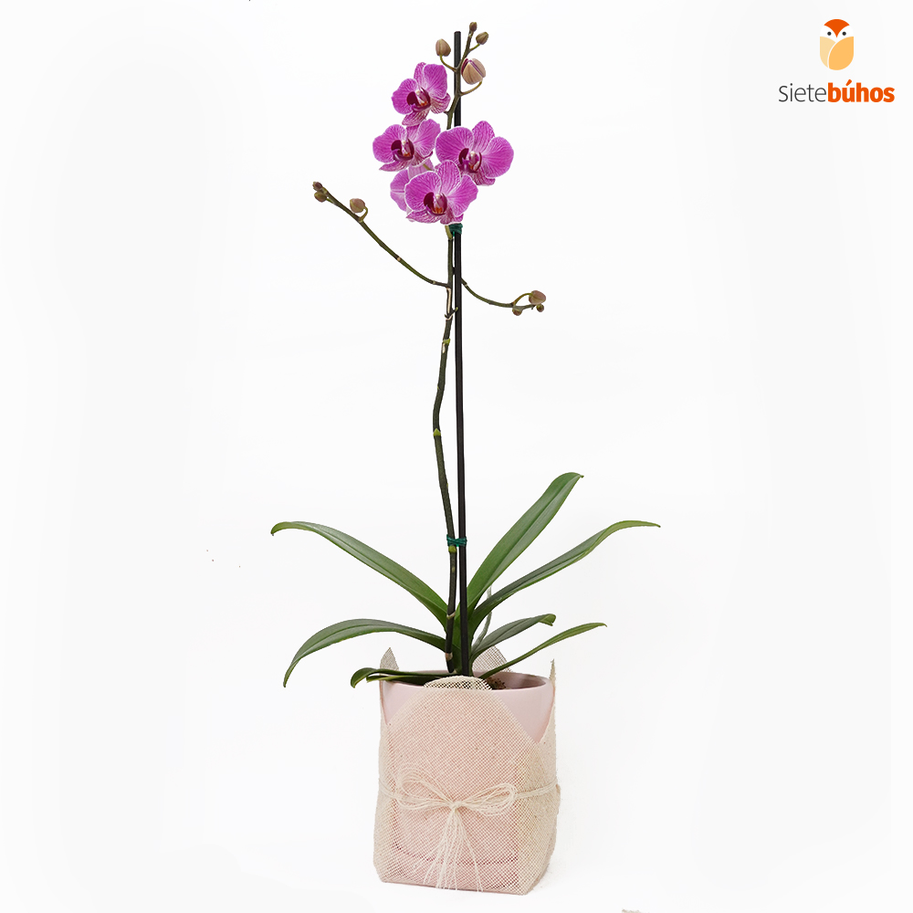 Orquídea lila grande 1 vara #1
