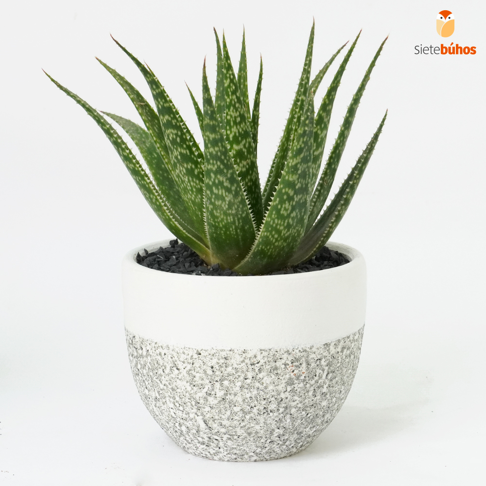 10cm maceta 102