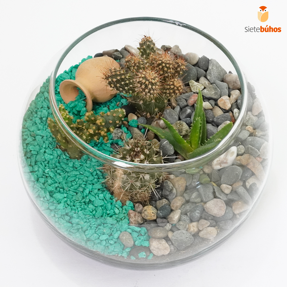 Terrario abierto circular 15 cm #1