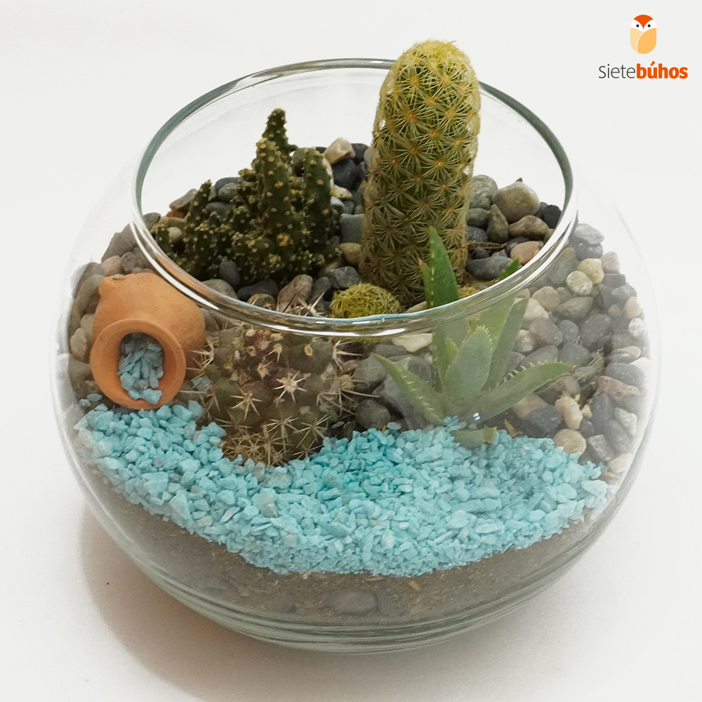 Terrario abierto circular 15 cm #4