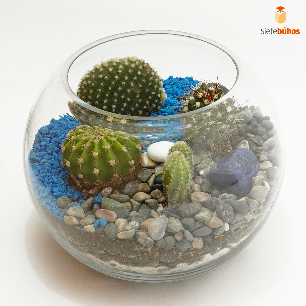 Terrario abierto circular 15 cm #3