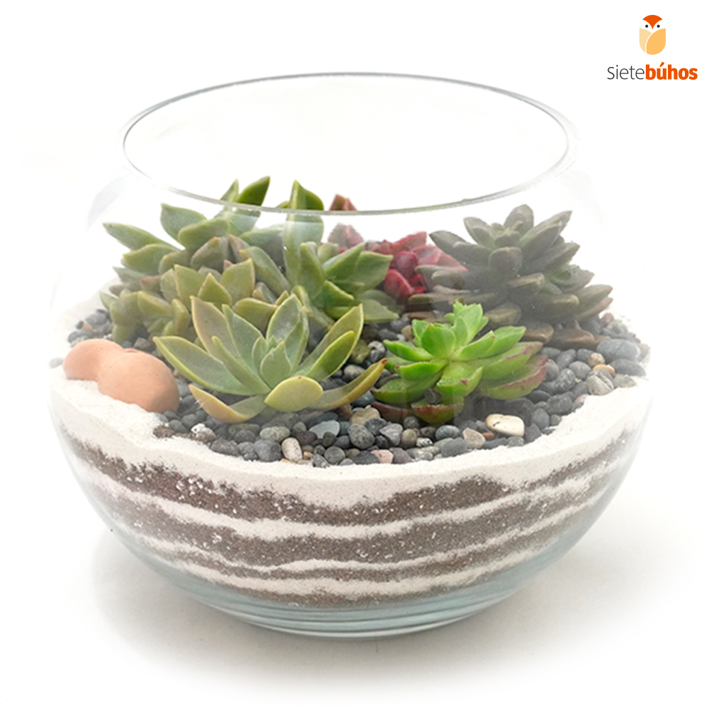 Terrario abierto circular 15 cm #5