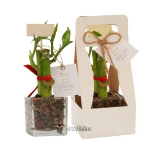 Recuerdo lucky bamboo o bambú de la suerte 3 varas