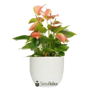 Anturio rosado grande (anthurium)