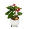 Anturio rojo mediano (anthurium) - Imagen 2