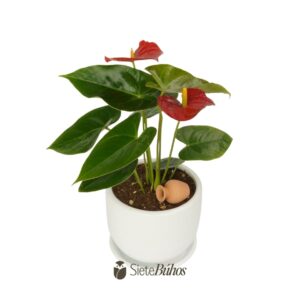Alternative view of Anturio rojo mediano (anthurium)