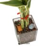 Bambú de la suerte o Lucky Bamboo (vidrio 10cm y 5 varas 15-20cm) #2 - Imagen 2