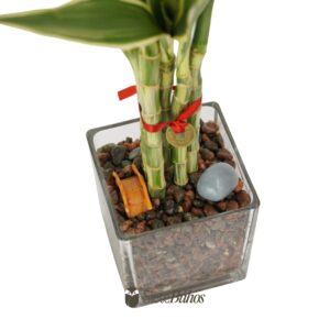 Alternative view of Bambú de la suerte o Lucky Bamboo (vidrio 10cm y 5 varas 15-20cm) #2