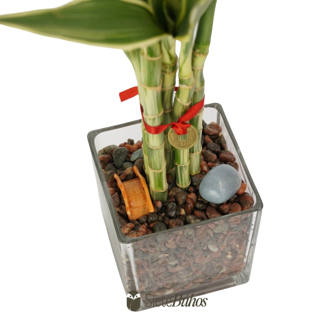 Bambú de la suerte o Lucky Bamboo (vidrio 10cm y 5 varas 15-20cm) #2 - Imagen 2