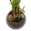 Bambú de la suerte o Lucky Bamboo (vidrio 12x9cm y 5 varas 15-20cm) #1 - Imagen 2