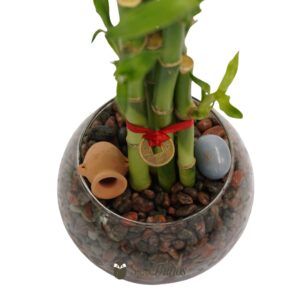 Alternative view of Bambú de la suerte o Lucky Bamboo (vidrio 12x9cm y 5 varas 15-20cm) #1