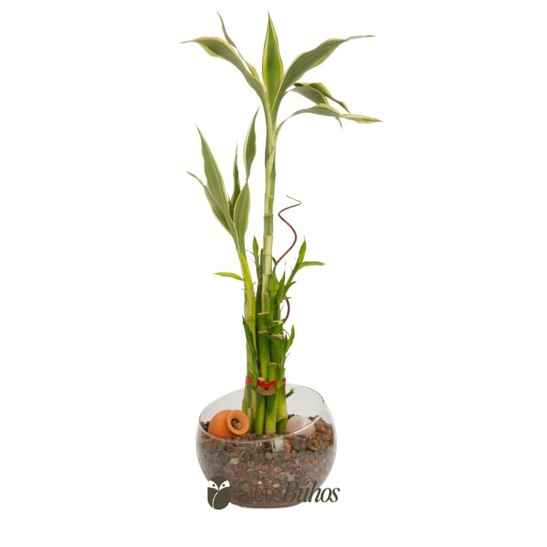 Bambú de la suerte o Lucky Bamboo (vidrio 20x11cm y 10 varas 15-20cm) #3