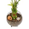 Bambú de la suerte o Lucky Bamboo (vidrio 20x11cm y 10 varas 15-20cm) #3 - Imagen 2