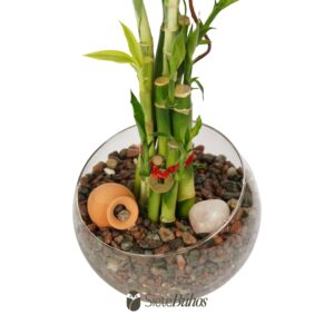 Alternative view of Bambú de la suerte o Lucky Bamboo (vidrio 20x11cm y 10 varas 15-20cm) #3