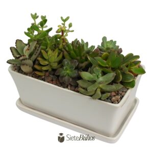 Alternative view of Maceta de loza rectangular con suculentas 1x1