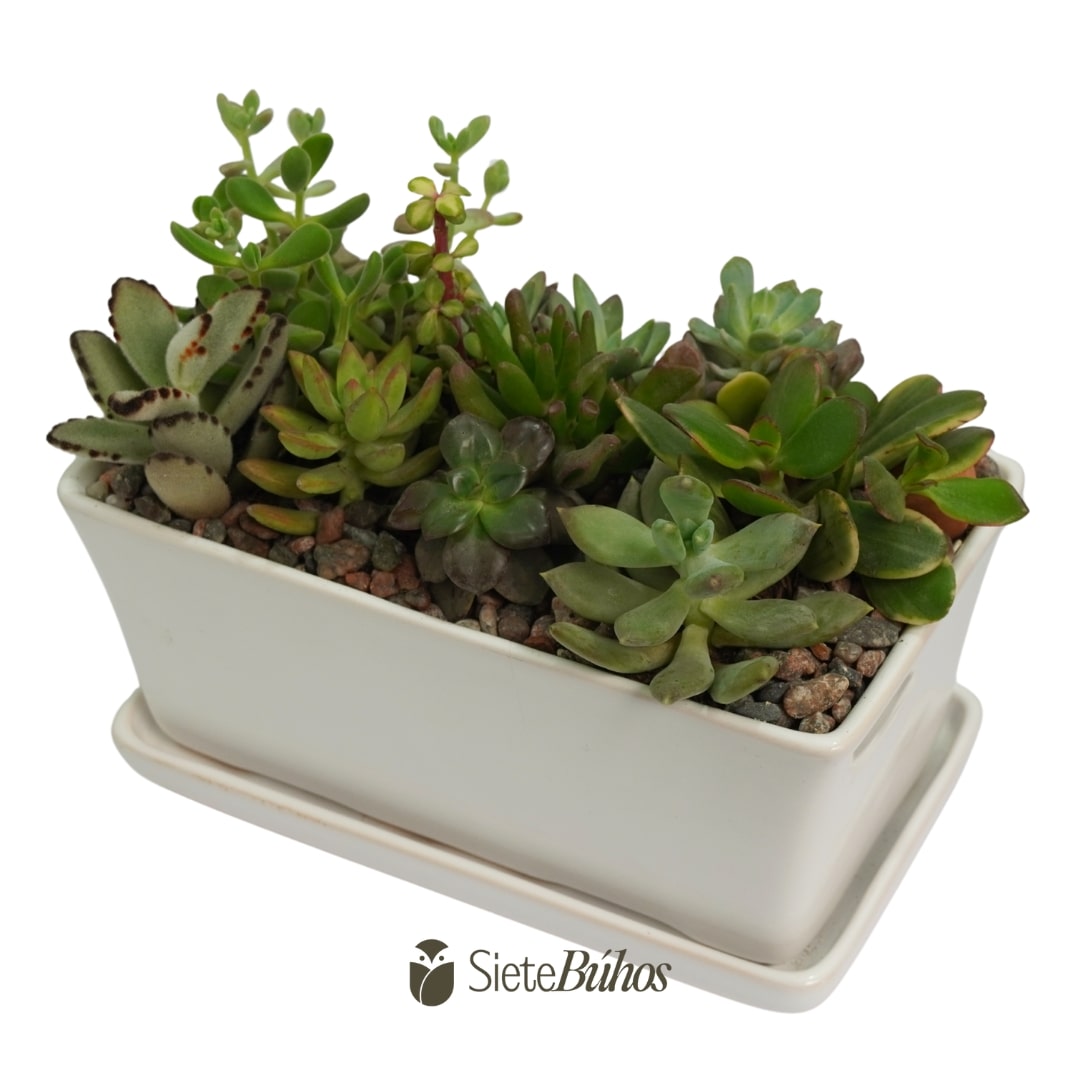 Maceta de loza rectangular con suculentas 1x1 - Imagen 2