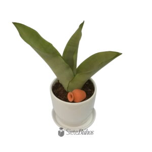 Alternative view of Sansevieria plateada pequeña en loza