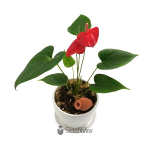 Alternative view of Anturio rojo pequeño en loza