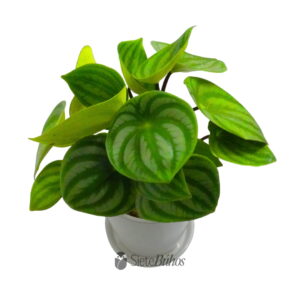 Alternative view of Peperomia sandía o watermellon mediana en loza
