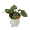 Peperomia sandía o watermellon pequeña-en-loza - Imagen 2