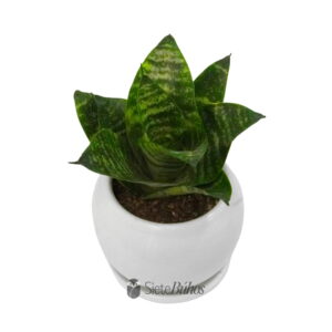 Alternative view of Sansevieria pequeña en arcilla