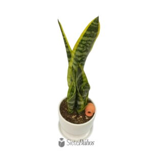 Alternative view of Sansevieria mediana en loza
